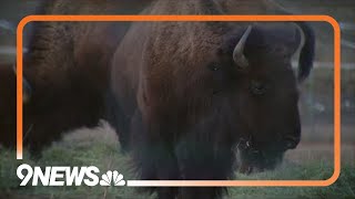 Denver Mountain Parks bison return to Native lands [upl. by Eckblad733]