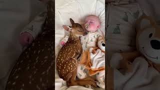 Baby deer deer babydeer short [upl. by Nneb759]