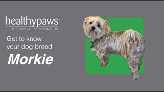 Know Your Dog Breed Morkie [upl. by Dygal507]