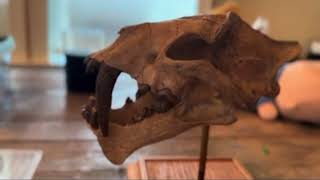 Get up close and personal with a Smilodon skull [upl. by Assirrem200]