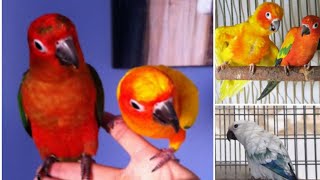 all mutations of the Sun conure [upl. by Tibbs]