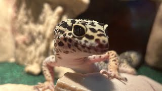 😱😱 GAMEBO gecko leopardgecko fyp funny shots YouTube capcut reptiles gamebothegecko [upl. by Ayra253]