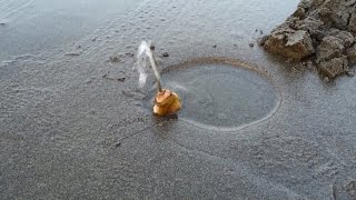 Digging and Cleaning Razor Clams [upl. by Subak]