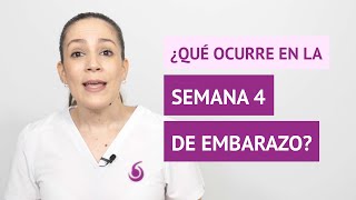 ¿Qué ocurre en la semana 4 de embarazo [upl. by Eceertal55]