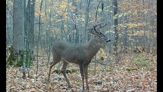 Does Human Urine Scare Deer Experiment with a Scent Dripper [upl. by Niatirb275]