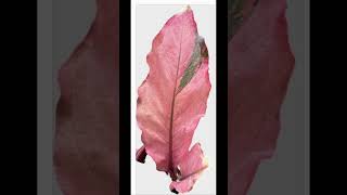 Pruning Anthuriums Foliage only Plants for Perfection Tips for Better Growth and Health [upl. by Simonne]