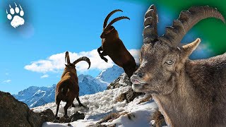 BOUQUETIN  La Face Cachée du Roi des Alpes 🏔️🐐  Documentaire Animalier  AMP [upl. by Acilgna]