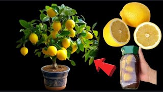 Lemon Peel FertilizerMake the Soil Acidic Free of costVery easy to make [upl. by Ateekal]