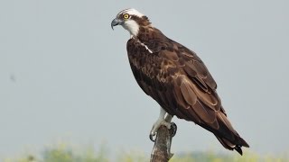 Osprey Fish eagle of Purbasthali  Chupi Char West Bengal [upl. by Akirej]