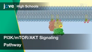 PI3KmTORAKT Signaling Pathway  Cell Bio  Video Textbooks  Preview [upl. by Wieche]