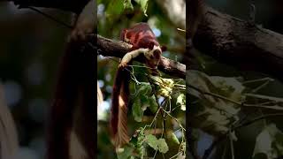 Malabar Giant Squirrel squirrel shorts video [upl. by Levon]