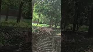 ormanjhi park Ranchi white tiger 🐅🐅🐅🐅🐯🐅 [upl. by Akisej]