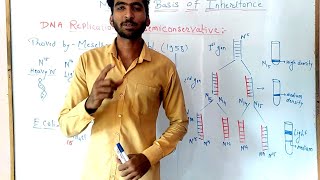 Meselson and stahl experiment  Molecular basis of inheritance part 4 [upl. by Peters]