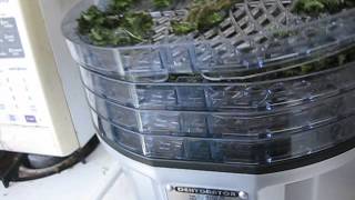 Waring Dehydrator Kale Chips [upl. by Erdnaek]