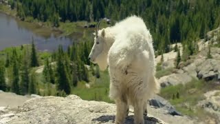 NO ONE can get these ungulates Mountain Goats life on the edge [upl. by Fugere]