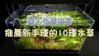 【懶人生態水草】袁叔推薦，適合新手的10款入門水草一起打造綠意盎然的生態水草缸 [upl. by Alur]