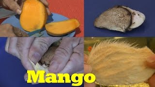 Mango ganz einfach vermehren [upl. by Alehs]