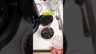 Making Live Bait Worms Last 200 Longer 🪱 [upl. by Ertnom]