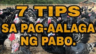 7 TIPS to raise turkeys raiseturkeys [upl. by Perloff]