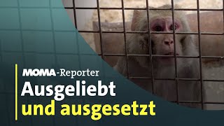 Exotische Tiere in Deutschland Endstation Tierschutzzentrum  ARDMorgenmagazin [upl. by Nerret]