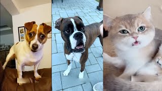 Funniest Cats and Dogs 😂 Ultimate Pet Fails Compilation Part 12 Cant Stop Laughing [upl. by Elenahc]