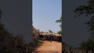 African Long Horned Cattle 🇺🇬 [upl. by Pournaras]