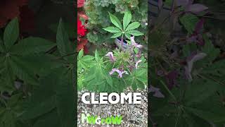 Natures Marijuana Doppelgänger with a Twist  Cleome Spider Plant [upl. by Cara]