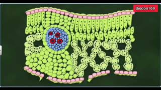 Comparison between monocot and dicot rootstem and leaf [upl. by Sucramel606]