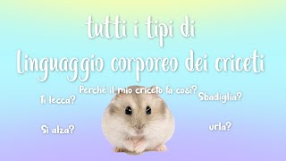 come CAPIRE il LINGUAGGIO CORPOREO di un CRICETO [upl. by Renaxela]