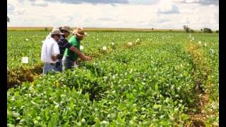 BASF Farmer Stories Checking in on soybean diseases in the Brazilian Cerrado [upl. by Roht107]