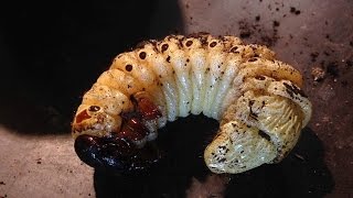 Megasoma actaeon  male pupa and prepupa [upl. by Sheldon]