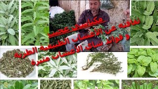 مكناسي عجيب ثقافته عن الأعشاب الطبيعية الطرية و فوائد شاي الأعشاب مثيرة les infusions [upl. by Euphemiah]