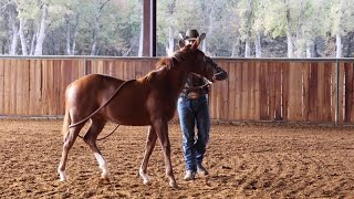 Your Farrier And Vet will Thank you for teaching this [upl. by Winebaum]