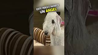 Este Perro Esconde Una Personalidad Oscura 😱 [upl. by Walke]