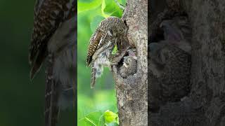 Barred Owlet Feeding its Baby Owls shorts barred owl sound owlet [upl. by Onig496]