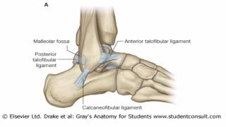 Anatomy 1  C4  L8  Ankle joint and retinacula of the foot [upl. by Zile]