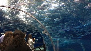 Shanghai Ocean Aquarium上海海洋水族馆 [upl. by Nosreme]