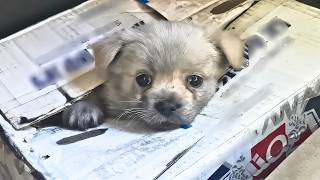 The rescued stray puppy was clearly upset It turned out it was begging me to find its sister [upl. by Lamraj]