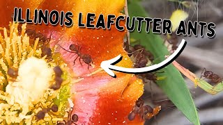 Finding Leafcutter Ants in Unexpected Places [upl. by Conte]