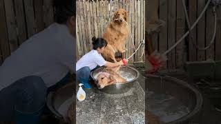 The swirling bath water turns out to be Duoduos footwashing water Dog bathing Golden Retriever [upl. by Hadleigh]