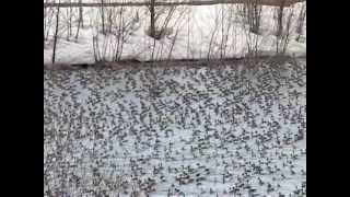 オオタカ HUNTING Northern Goshawk Accipiter gentilis [upl. by Llenroc]