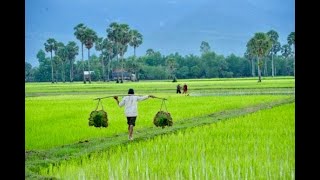 Pangabuhi sa Uma Kinaraya Culture [upl. by Lerat]