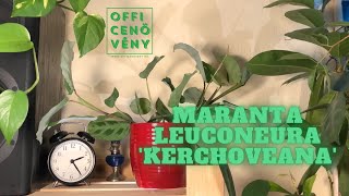 A favorite of plant lovers  Maranta leuconeura Kerchoveana  HOUSEPLANT  Time Lapse [upl. by Pavlov261]