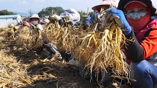 World No 1 Health Food Most Expensive Root  Huge Ginseng Harvesting And Processing in Factory [upl. by Nickolas]