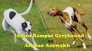 Indian Rampur Greyhound Vs African Azawakh [upl. by Nomzed827]