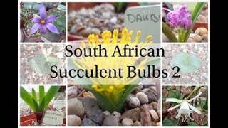 South African Succulent Bulbs 2  September 2018 2 [upl. by Karry]