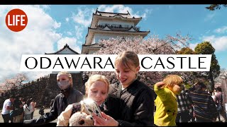 A Stunning Day at Odawara Castle  Life in Japan Episode 204 [upl. by Balough48]