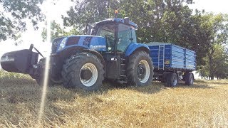 Żniwa pszenicy 2018 New Holland CX6080T8390TM175TD100 [upl. by Nwavahs]