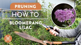 How To Prune Bloomerang Lilac for Maximum Blooms [upl. by Eseerehs]