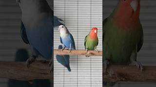 Agapornis roseicollis longfeather  Blue D violet SF amp Green D violet SF birds africanlovebirds [upl. by Eatnuhs]